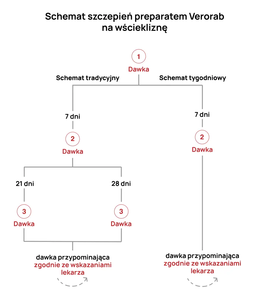 Schemat szczepienia Verorab